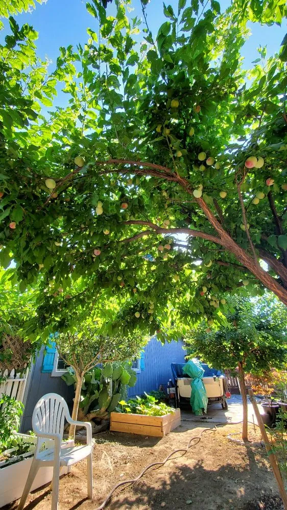 Expert yard cleanup service experts serving Tracy, CA - Oasis Landscape