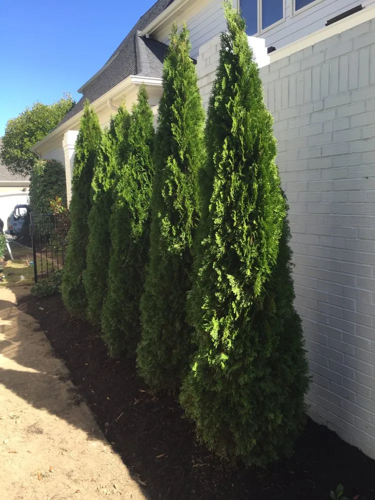 Trusted lawn care service for beautiful yards across Ellendale, TN - Oasis Landscapes