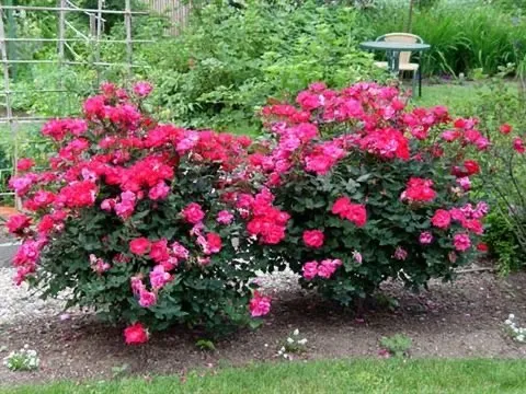 Affordable yard maintenance in Ellendale, TN by Oasis Landscapes