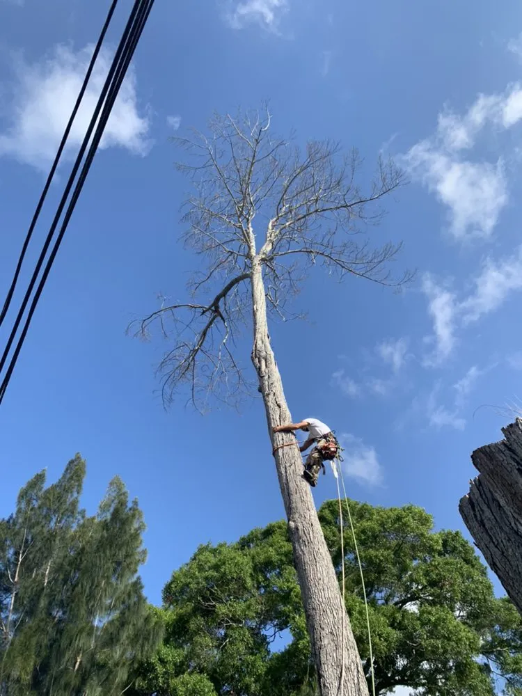 Affordable lawn mowing service experts serving Gulfport, FL - Oasis Landscaping