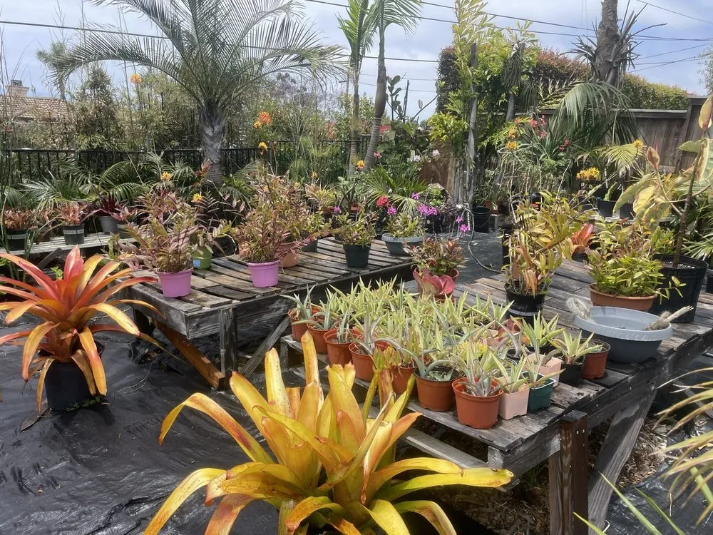 Reliable yard cleanup service experts serving Carlsbad, CA - Oasis Nursery & Landscaping Inc