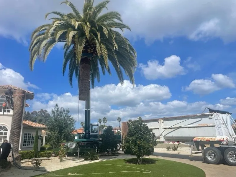 Expert landscaping services near you in Carlsbad, CA by Oasis Nursery & Landscaping Inc