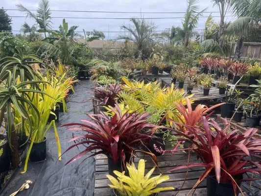 Oasis Nursery & Landscaping Inc Logo