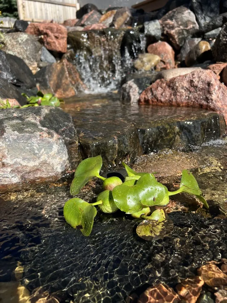 Custom yard cleanup service for homes across Colorado Springs, CO - Oasis Pond and Gardens