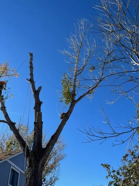 Reliable lawn care service for outdoor upgrades in Windsor, CO by Oasis Tree & Landscaping Services