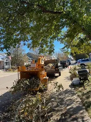 Oasis Tree & Landscaping Services Logo