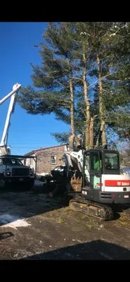 Oasis Tree Care Logo