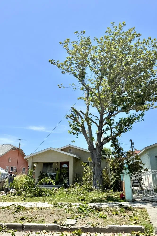 Affordable outdoor landscaping in Los Angeles, CA by Oasis Tree Service