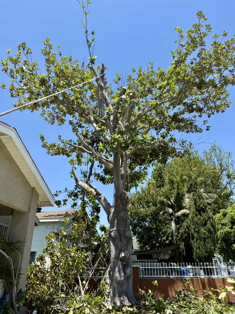 Affordable yard cleanup service in Los Angeles, CA - Oasis Tree Service