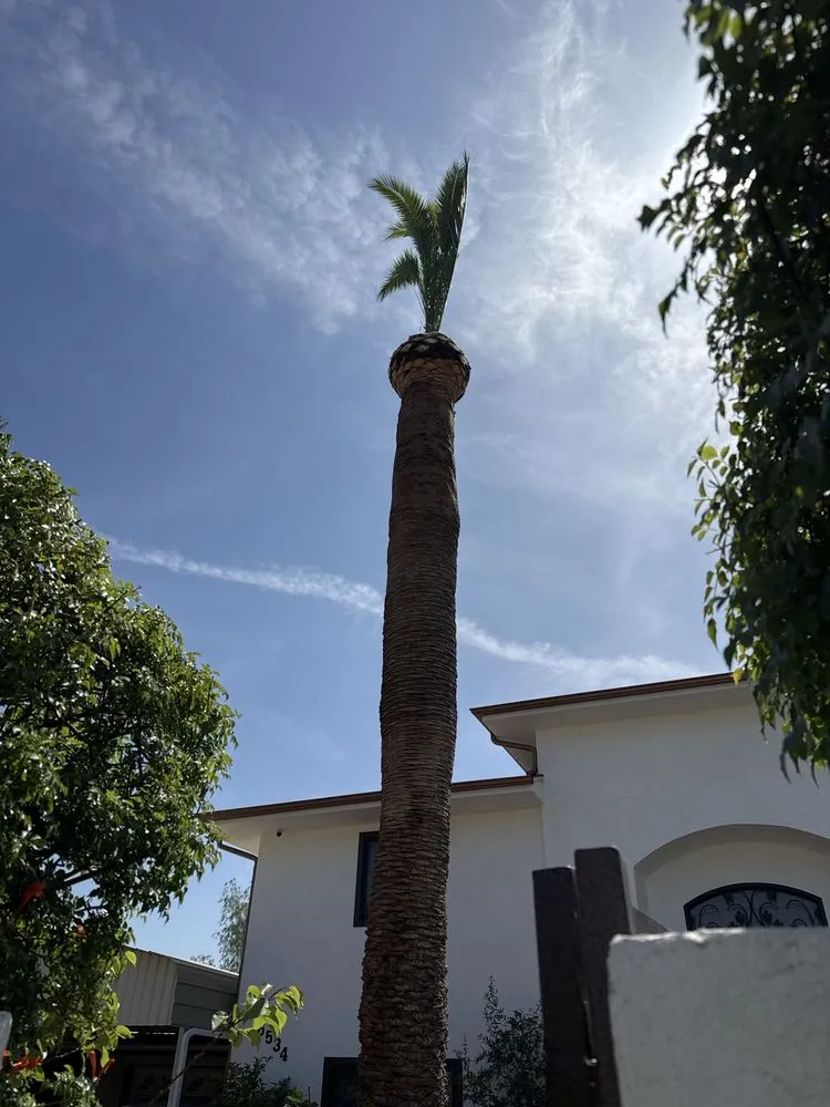 Expert landscape installation in Los Angeles, CA by Oasis Tree Service