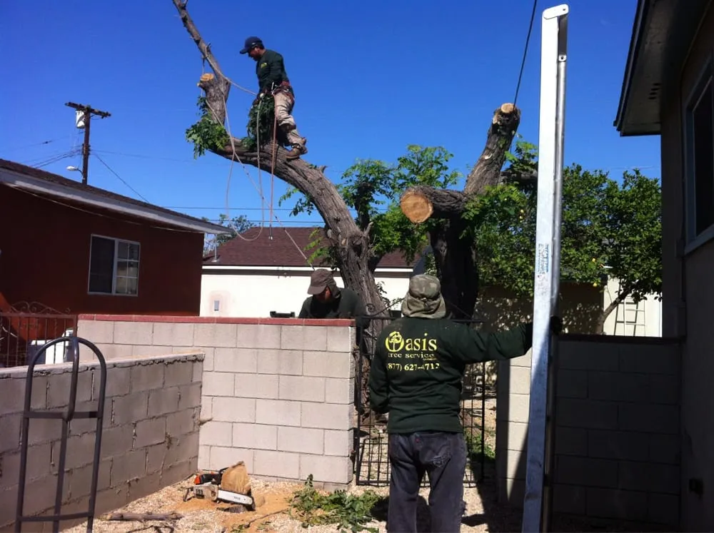 Custom landscaping services for residential properties across Los Angeles, CA - Oasis Tree Service
