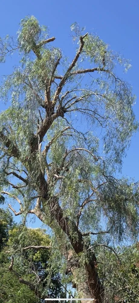 Trusted yard maintenance for year-round maintenance across Los Angeles, CA - Oasis Tree Service