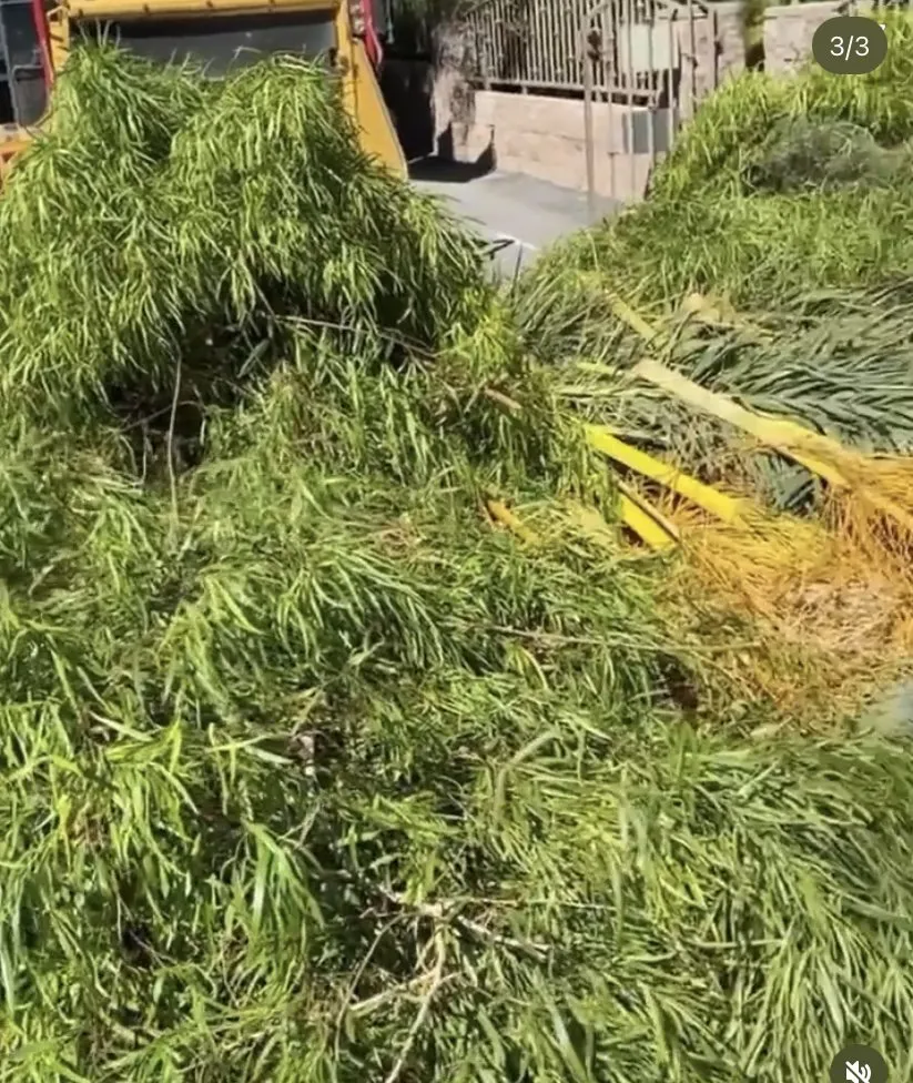 Local yard maintenance for beautiful yards in Las Vegas, NV by Oasis Trees Group