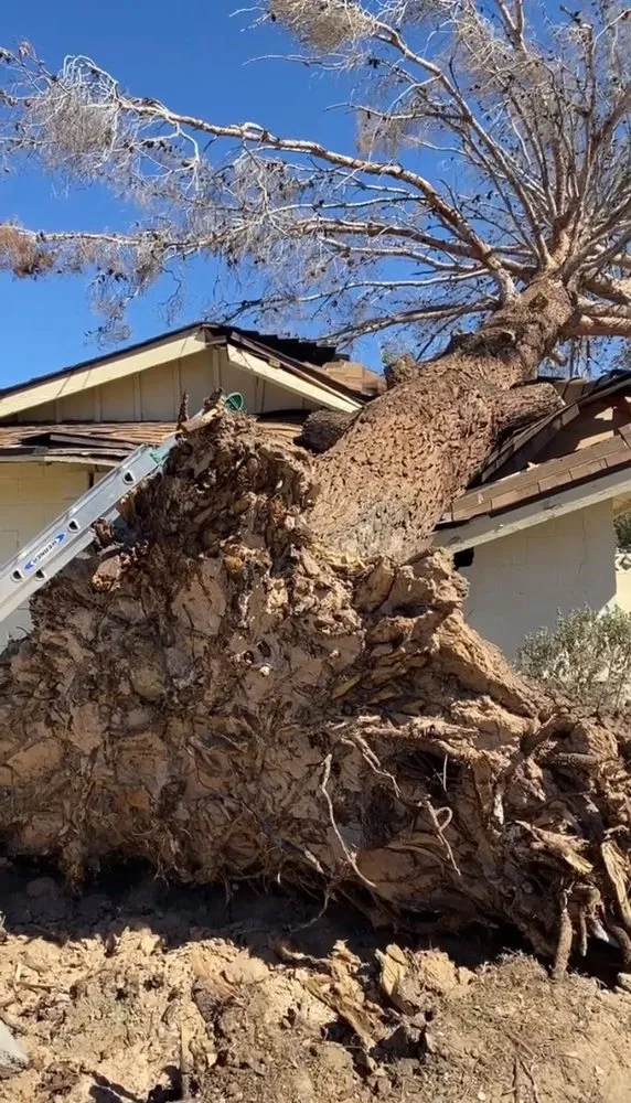 Local lawn care service for residential properties in Las Vegas, NV by Oasis Trees Group