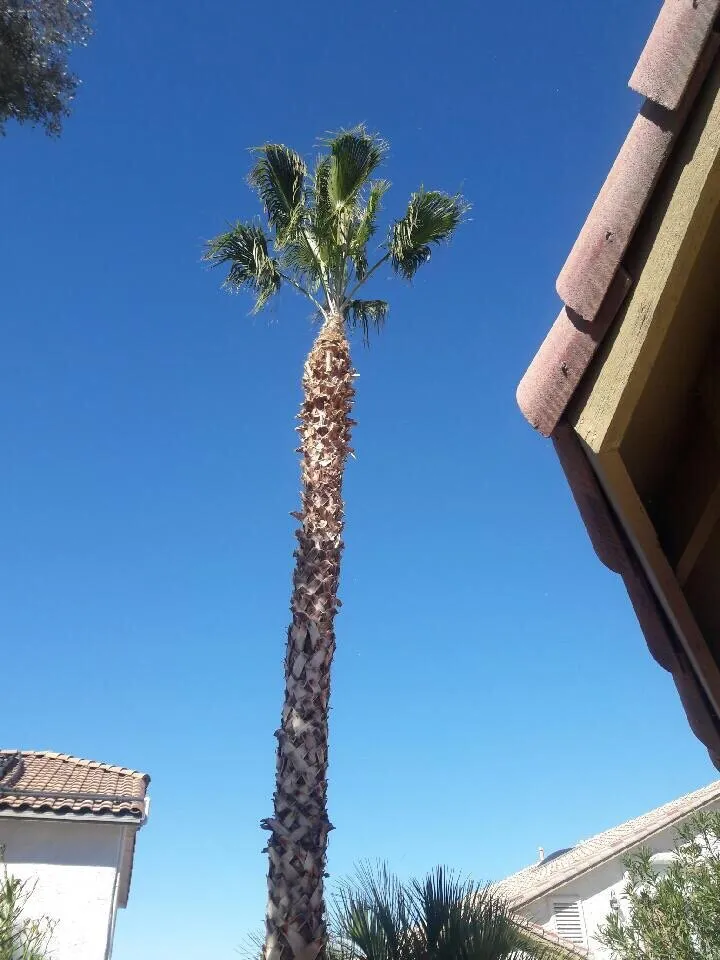 Affordable landscape design in Las Vegas, NV - Oasis Trees Group