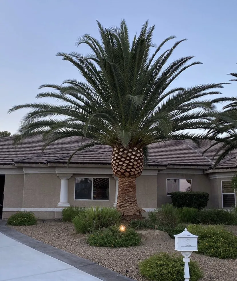 Local lawn mowing service experts serving Las Vegas, NV - Oasis Trees Group