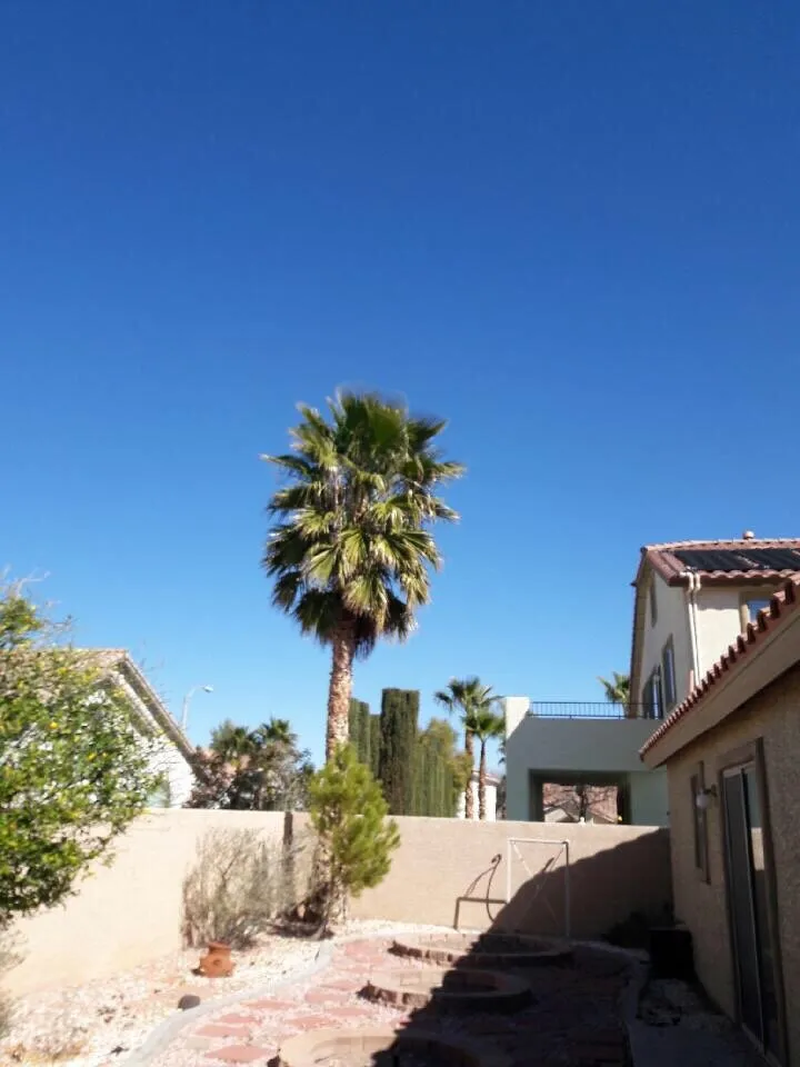 Professional landscape installation for homes in Las Vegas, NV by Oasis Trees Group