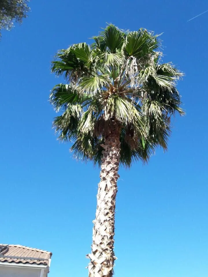 Local garden landscaping experts serving Las Vegas, NV - Oasis Trees Group