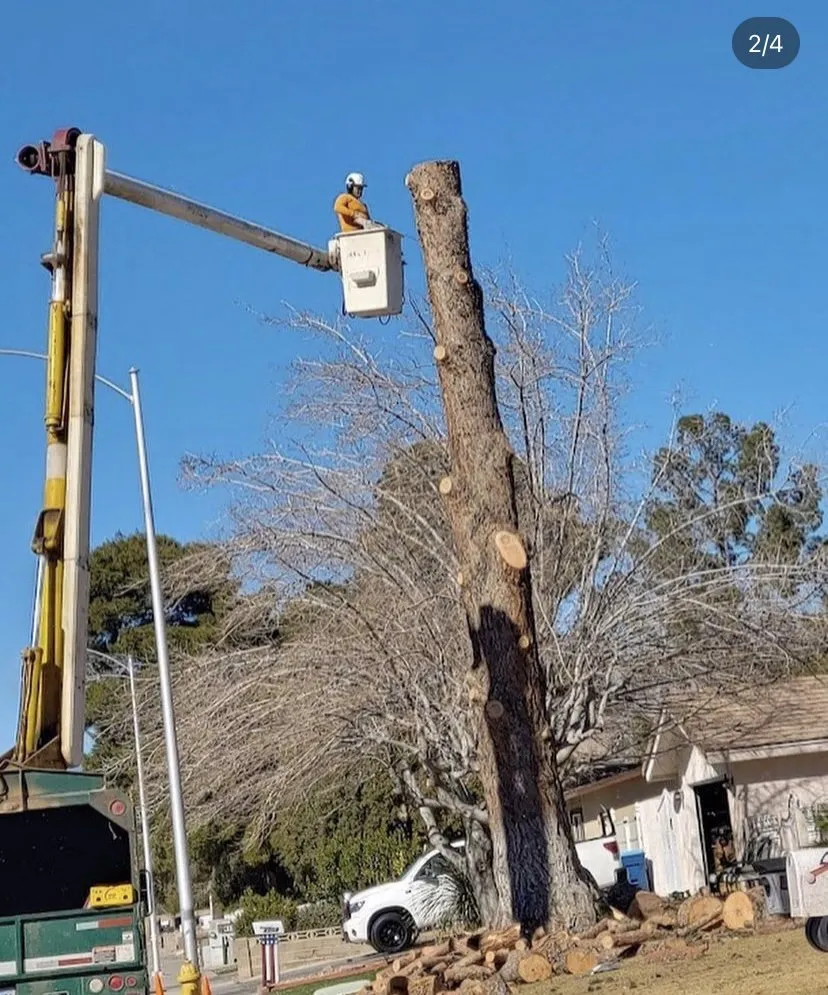 Reliable yard maintenance experts serving Las Vegas, NV - Oasis Trees Group