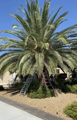 Oasis Trees Group Logo