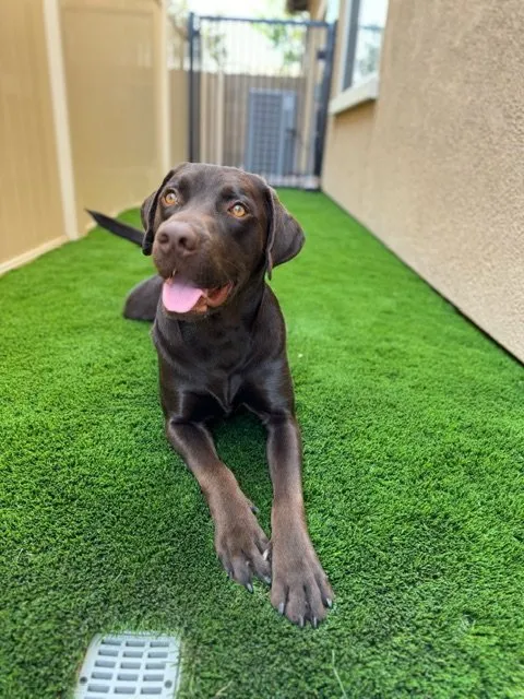 Expert lawn mowing service in Dallas, TX by Oasis Turf & Hardscape