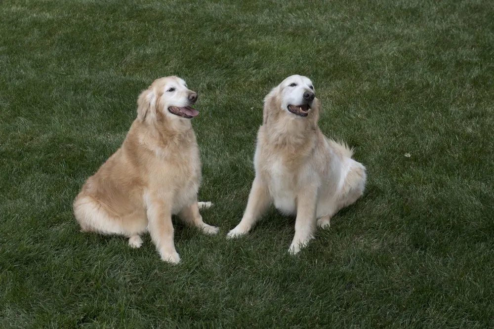 Custom outdoor landscaping for outdoor upgrades across Loveland, OH - Oasis Turf & Tree