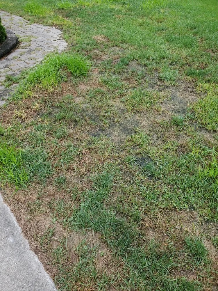 Expert outdoor landscaping for year-round maintenance across Loveland, OH - Oasis Turf & Tree