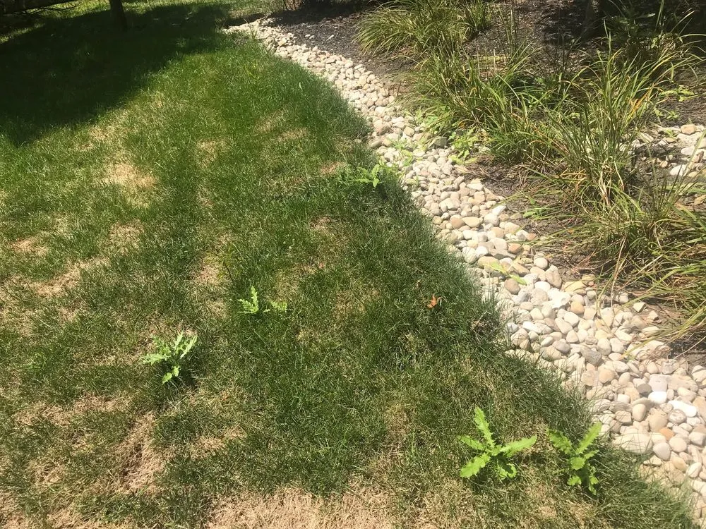 Expert yard maintenance experts serving Loveland, OH - Oasis Turf & Tree