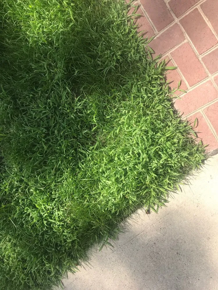 Expert lawn care service in Loveland, OH by Oasis Turf & Tree