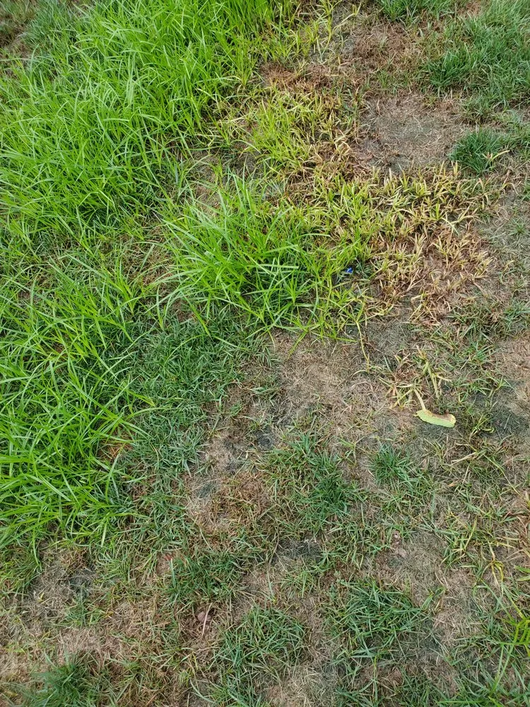 Trusted yard cleanup service in Loveland, OH - Oasis Turf & Tree