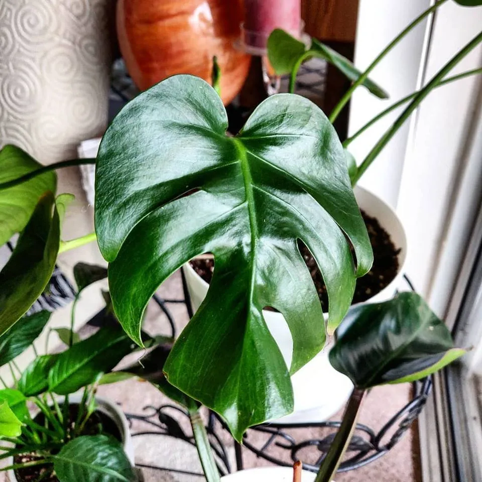 Top-rated outdoor landscaping experts serving Silver Spring, MD - Oasis Urban Gardening