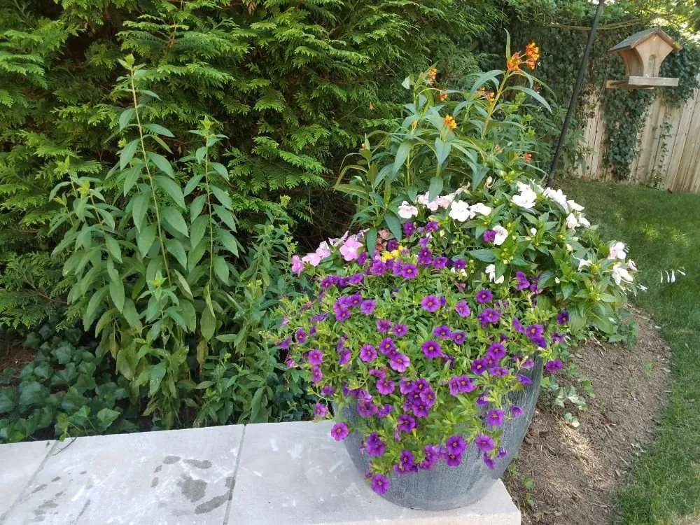 Expert yard maintenance for homes across Silver Spring, MD - Oasis Urban Gardening