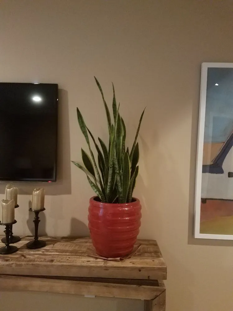 Trusted yard maintenance in Silver Spring, MD by Oasis Urban Gardening