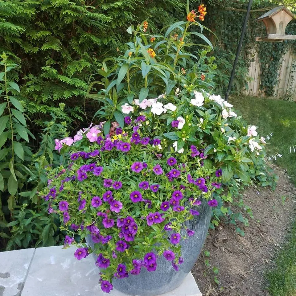 Custom garden landscaping for residential properties across Silver Spring, MD - Oasis Urban Gardening