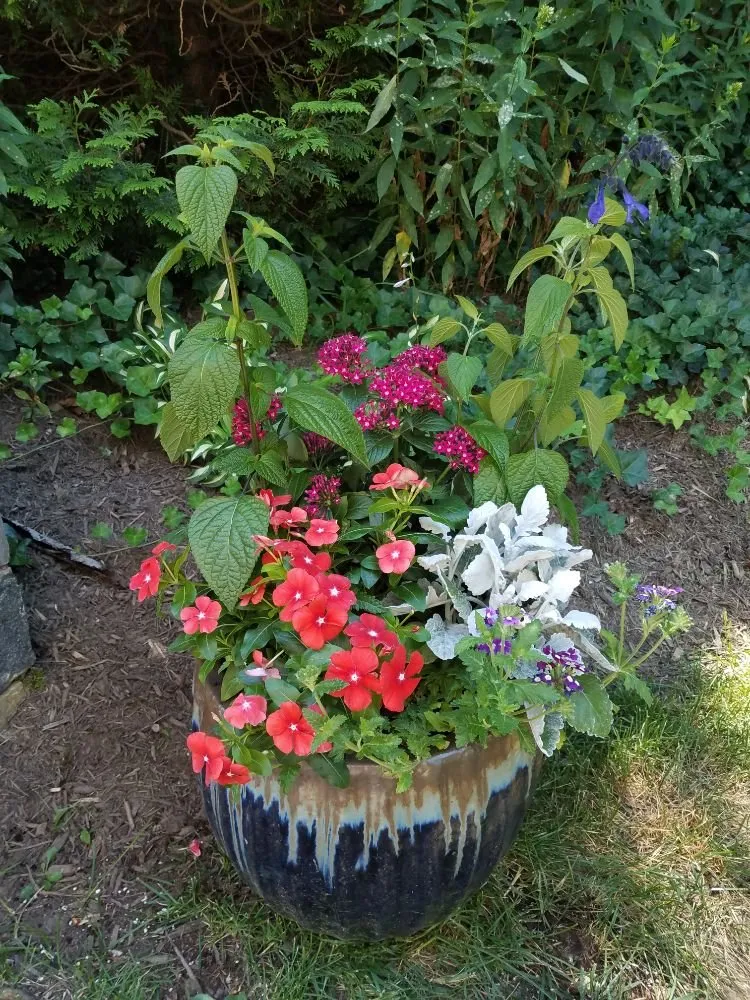 Trusted yard maintenance in Silver Spring, MD by Oasis Urban Gardening