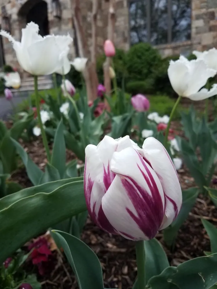 Affordable lawn care service in Silver Spring, MD - Oasis Urban Gardening