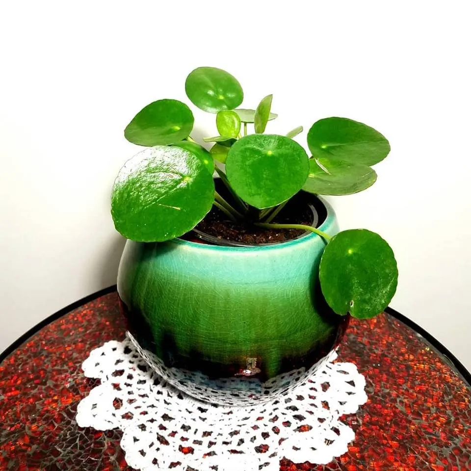 Top-rated outdoor landscaping experts serving Silver Spring, MD - Oasis Urban Gardening