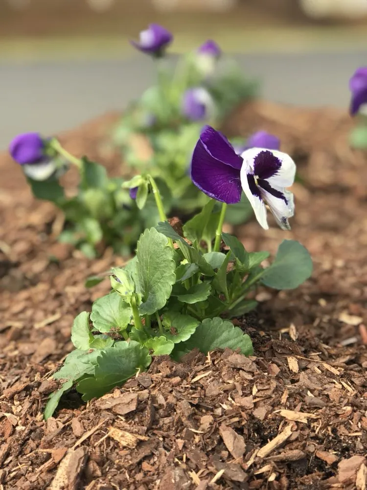 Professional residential landscaping in Raleigh, NC by Oasiscapes