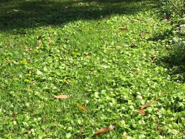 Trusted outdoor landscaping in Tampa, FL - OB Garden Center