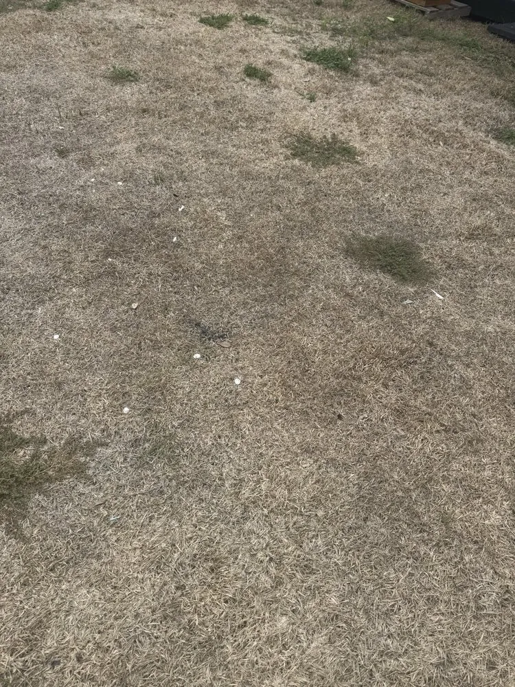 Affordable lawn mowing service in Tampa, FL by OB Garden Center