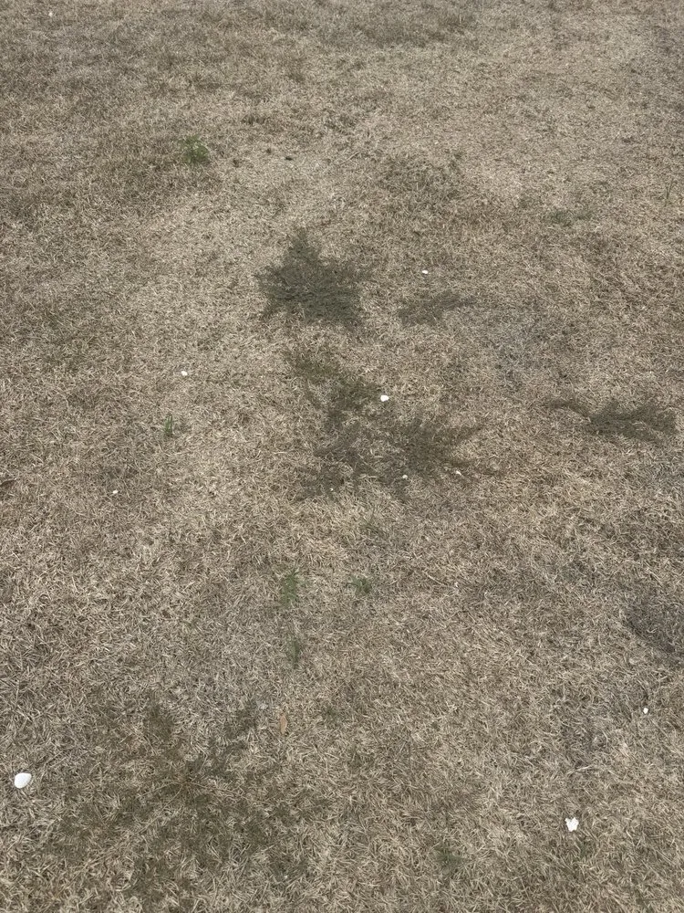 Professional landscape installation in Tampa, FL by OB Garden Center