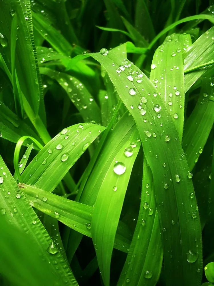 Affordable landscape installation with custom design across Dacula, GA - O'Barry's Lawn Enhancements