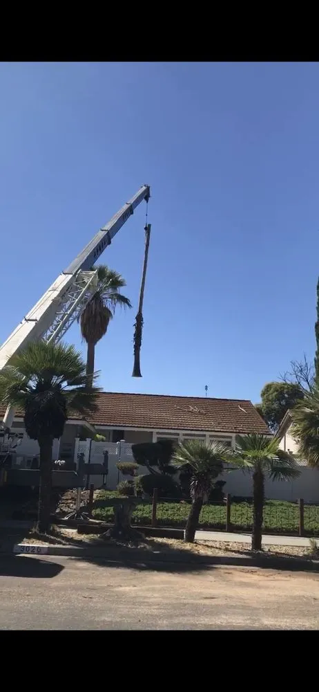 Expert yard maintenance experts serving Campbell, CA - Obelisk Landscape Irrigation Services