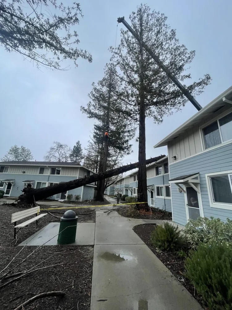 Expert landscaping services in Campbell, CA by Obelisk Landscape Irrigation Services