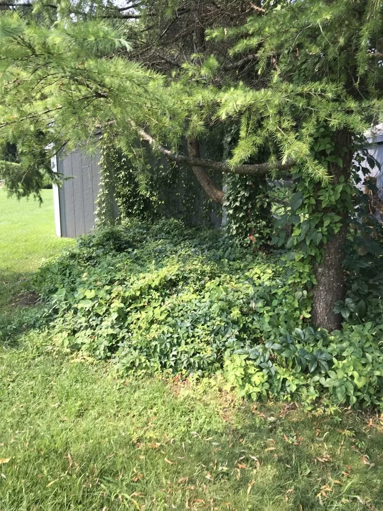 Professional landscape design in Cape May, NJ by Obi's Lawn Care & Tree Trimming