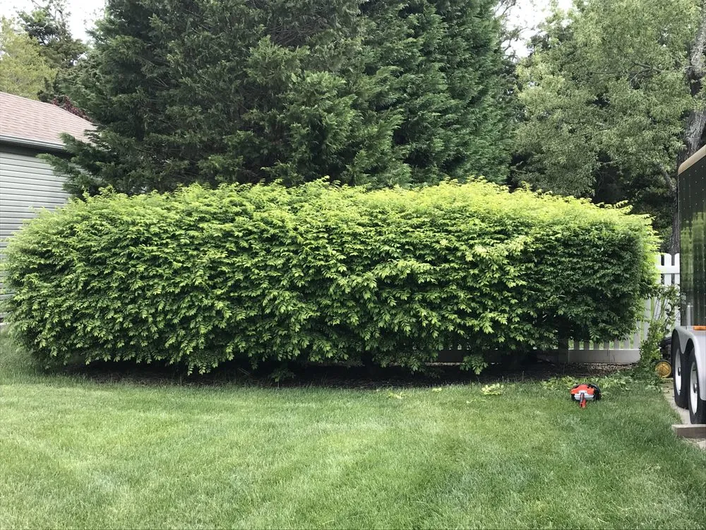 Reliable yard cleanup service in Cape May, NJ - Obi's Lawn Care & Tree Trimming