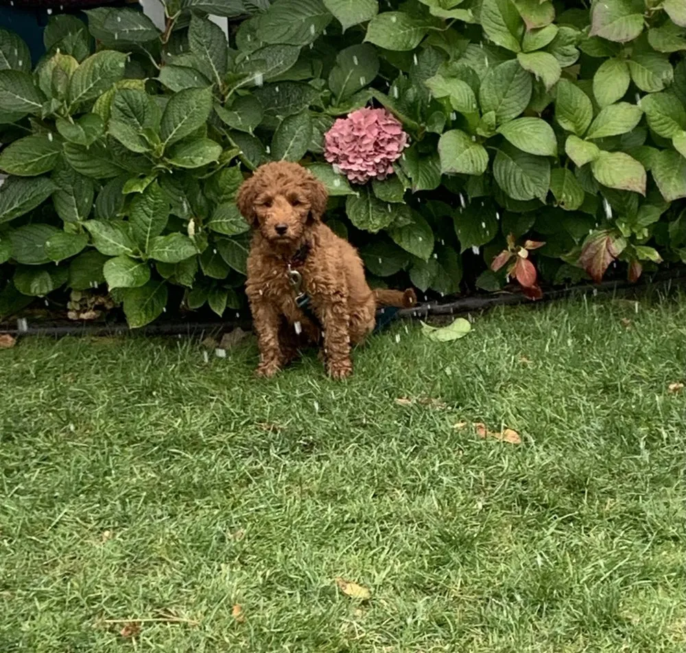 Local yard cleanup service in Chicago, IL - O’Brien Brothers Landscaping