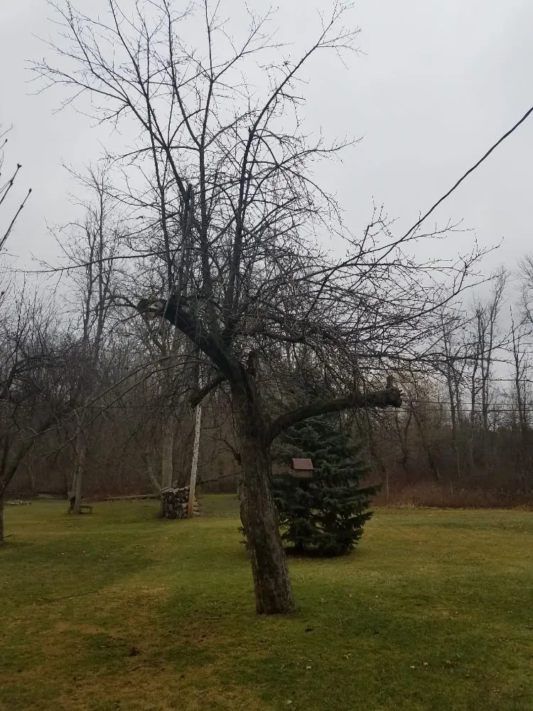 Professional outdoor landscaping for beautiful yards across Corfu, NY - O'Brien Family Landscaping and Tree Service