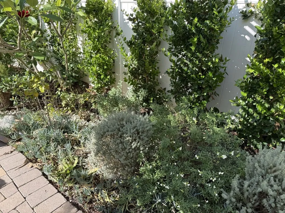 Professional residential landscaping for outdoor upgrades in Burbank, CA by Obrien Schridde Designs