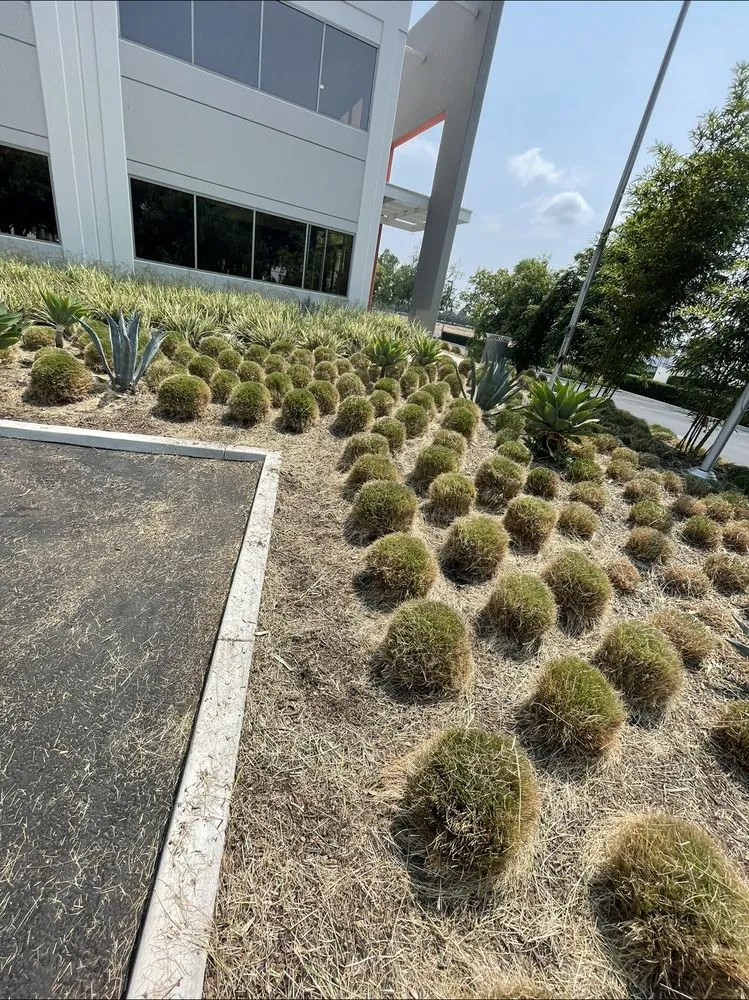 Affordable yard maintenance for beautiful yards in Santa Ana, CA by OC Landcare